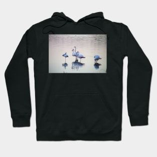 South African Flamingoes Wading Hoodie